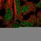 Dishevelled Associated Activator Of Morphogenesis 2 antibody, HPA051300, Atlas Antibodies, Immunocytochemistry image 