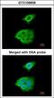 Pancreatic Lipase antibody, GTX109936, GeneTex, Immunofluorescence image 