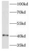 Homeobox protein Hox-B1 antibody, FNab03976, FineTest, Western Blot image 