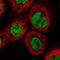 Proline Rich Mitotic Checkpoint Control Factor antibody, NBP1-87152, Novus Biologicals, Immunocytochemistry image 