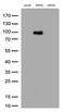 Kinesin-like protein KIF2C antibody, TA503320S, Origene, Western Blot image 