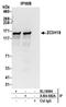 Zinc Finger CCCH-Type Containing 18 antibody, A304-682A, Bethyl Labs, Immunoprecipitation image 