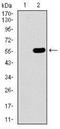 Chromosome 17 Open Reading Frame 53 antibody, NBP2-37405, Novus Biologicals, Western Blot image 