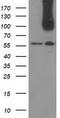CUB Domain Containing Protein 1 antibody, CF502171, Origene, Western Blot image 