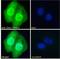 NK2 Homeobox 5 antibody, LS-C112856, Lifespan Biosciences, Immunofluorescence image 