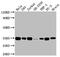 Activating Transcription Factor 5 antibody, CSB-RA180846A0HU, Cusabio, Western Blot image 