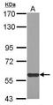 MIER Family Member 3 antibody, PA5-31879, Invitrogen Antibodies, Western Blot image 