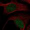 Methyl-CpG Binding Domain Protein 6 antibody, NBP2-38435, Novus Biologicals, Immunofluorescence image 