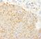 SCH antibody, A300-578A, Bethyl Labs, Immunohistochemistry frozen image 