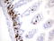 BrdU antibody, LS-C783994, Lifespan Biosciences, Immunohistochemistry frozen image 
