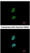 Proteasome activator complex subunit 3 antibody, NBP1-33498, Novus Biologicals, Immunocytochemistry image 