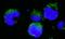 BCR Activator Of RhoGEF And GTPase antibody, A302-057A, Bethyl Labs, Immunofluorescence image 