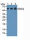 Cyclic AMP-dependent transcription factor ATF-7 antibody, LS-C292618, Lifespan Biosciences, Western Blot image 