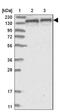 Dynactin Subunit 1 antibody, NBP2-33976, Novus Biologicals, Western Blot image 