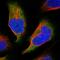 Chromosome 11 Open Reading Frame 45 antibody, HPA039716, Atlas Antibodies, Immunofluorescence image 