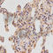 Neuropilin 2 antibody, A2581, ABclonal Technology, Immunohistochemistry paraffin image 