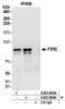 Fragile X mental retardation syndrome-related protein 2 antibody, A303-893A, Bethyl Labs, Immunoprecipitation image 