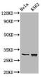 Chondrolectin antibody, CSB-PA005370LA01HU, Cusabio, Western Blot image 