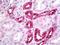 Renin antibody, orb95845, Biorbyt, Immunohistochemistry paraffin image 