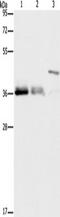 ORAI Calcium Release-Activated Calcium Modulator 1 antibody, TA349257, Origene, Western Blot image 