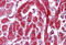 Protein Disulfide Isomerase Family A Member 2 antibody, MBS244339, MyBioSource, Immunohistochemistry frozen image 