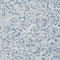 Apolipoprotein A4 antibody, AMAb90769, Atlas Antibodies, Immunohistochemistry frozen image 