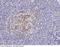 Fc Fragment Of IgE Receptor II antibody, 10261-MM19, Sino Biological, Immunohistochemistry frozen image 