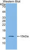IL-4 antibody, LS-C294915, Lifespan Biosciences, Western Blot image 