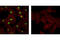 Histone H3 antibody, 9723S, Cell Signaling Technology, Immunofluorescence image 