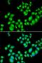 Dopamine Receptor D3 antibody, orb167107, Biorbyt, Immunofluorescence image 