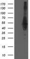 CCM2 Scaffold Protein antibody, LS-C173241, Lifespan Biosciences, Western Blot image 