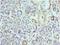 Laforin antibody, LS-C375663, Lifespan Biosciences, Immunohistochemistry frozen image 