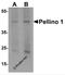 Pellino E3 Ubiquitin Protein Ligase 1 antibody, 7071, ProSci, Western Blot image 