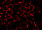 MIMP antibody, 5063, ProSci, Immunofluorescence image 