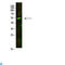 Arginine Vasopressin Receptor 1A antibody, LS-C813332, Lifespan Biosciences, Western Blot image 