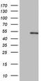 Keratin 20 antibody, TA802662, Origene, Western Blot image 