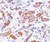 ERBB2 antibody, V7074SAF-100UG, NSJ Bioreagents, Flow Cytometry image 