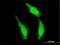 Dead end protein homolog 1 antibody, H00373863-M01, Novus Biologicals, Immunofluorescence image 