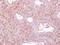 SLG antibody, GTX119418, GeneTex, Immunohistochemistry paraffin image 