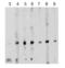 Survivin antibody, 2235, ProSci, Western Blot image 