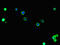 NHE1 antibody, CSB-PA021726LA01HU, Cusabio, Immunofluorescence image 