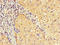 EF-Hand Calcium Binding Domain 7 antibody, orb41769, Biorbyt, Immunohistochemistry paraffin image 