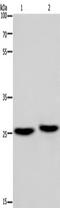 Ependymin Related 1 antibody, TA349935, Origene, Western Blot image 