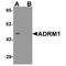Proteasomal ubiquitin receptor ADRM1 antibody, TA349149, Origene, Western Blot image 