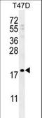 Late Cornified Envelope 1A antibody, LS-C165714, Lifespan Biosciences, Western Blot image 