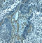 Palmdelphin antibody, 8237, ProSci, Immunohistochemistry paraffin image 