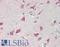 Tumor Protein, Translationally-Controlled 1 antibody, LS-B12384, Lifespan Biosciences, Immunohistochemistry paraffin image 