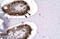 Sirtuin 5 antibody, ARP32390_P050, Aviva Systems Biology, Immunohistochemistry frozen image 