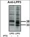 Phospholipid Phosphatase 3 antibody, NBP1-02866, Novus Biologicals, Western Blot image 