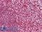 Protein CASP antibody, LS-B4309, Lifespan Biosciences, Immunohistochemistry frozen image 